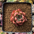 Echeveria Agavoides 'Honey Pink' 2" Succulent Plant