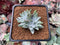 Dudleya 'White Greenii' 1"-2" Cluster Succulent Plant