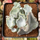 Cotyledon Undulata 'Shires Hobbit' 2" Succulent Plant