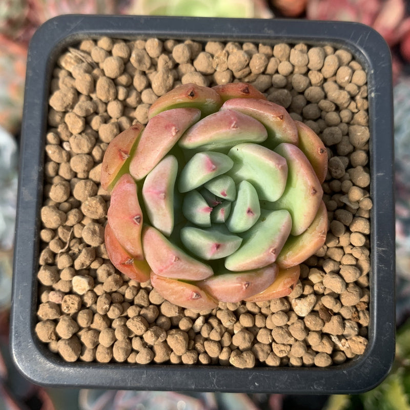 Echeveria 'Apple Pie' 1" Succulent Plant