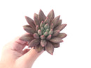 Pachyphytum 'Angel's Finger' 3"-4" Succulent Plant