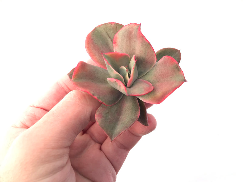 Echeveria sp. Variegated 3" Succulent Plant