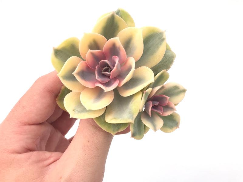 Echeveria 'Rainbow' Variegated 3" Succulent Plant