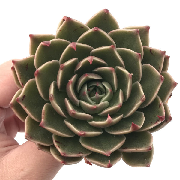 Echeveria Agavoides 'Rudolph' 2"-3" Rare Succulent Plant