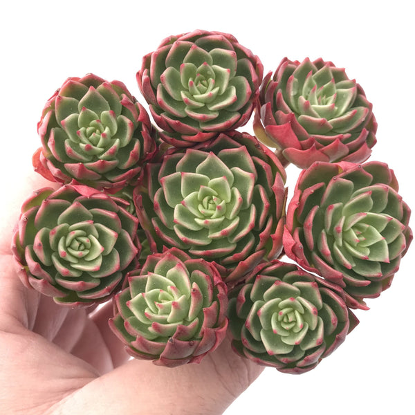 Echeveria sp. Cluster 4" Rare Succulent Plant