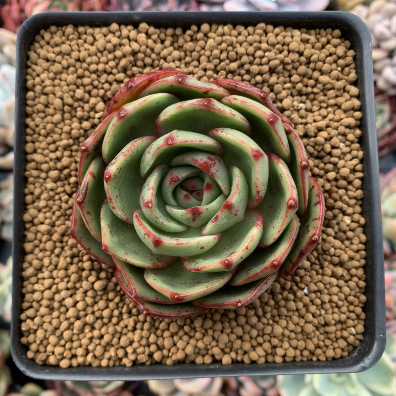 Echeveria Agavoides 'Salu' Round Leaf Clone 2"-3" Succulent Plant