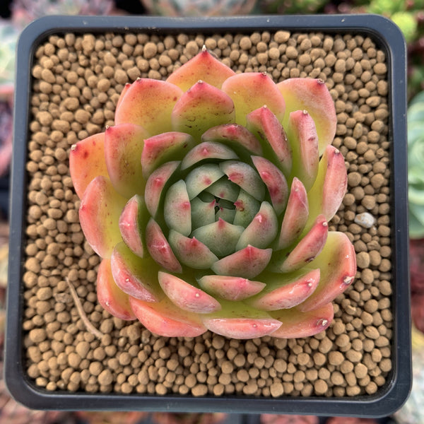 Echeveria Agavoides 'Angela Star' 2" Succulent Plant