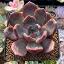 Echeveria 'Red Night' 3" Succulent Plant