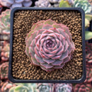 Echeveria 'Charles Rose' 2"-3" Succulent Plant