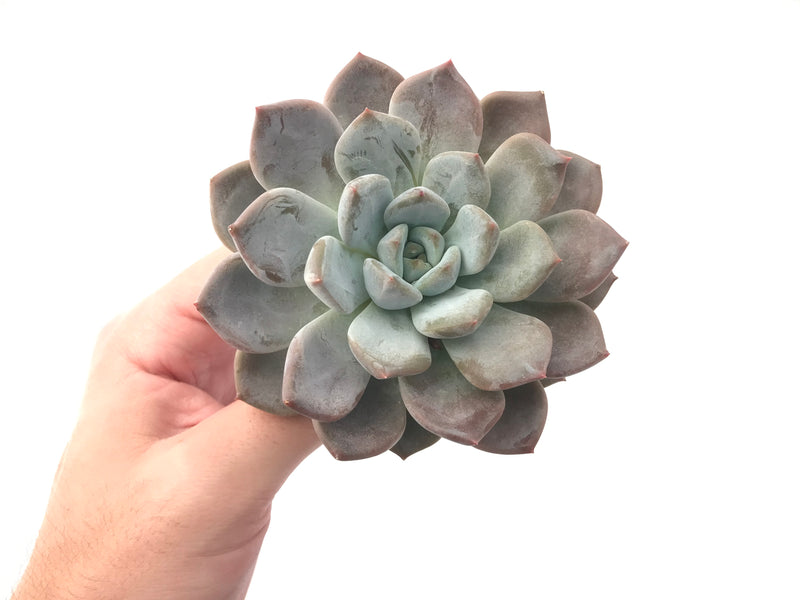 Pachyphytum cv 'Frevel' 4"-5" Powdery Succulent Plant