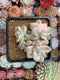 Graptoveria 'Titubans' Variegated 3" Cluster Succulent Plant