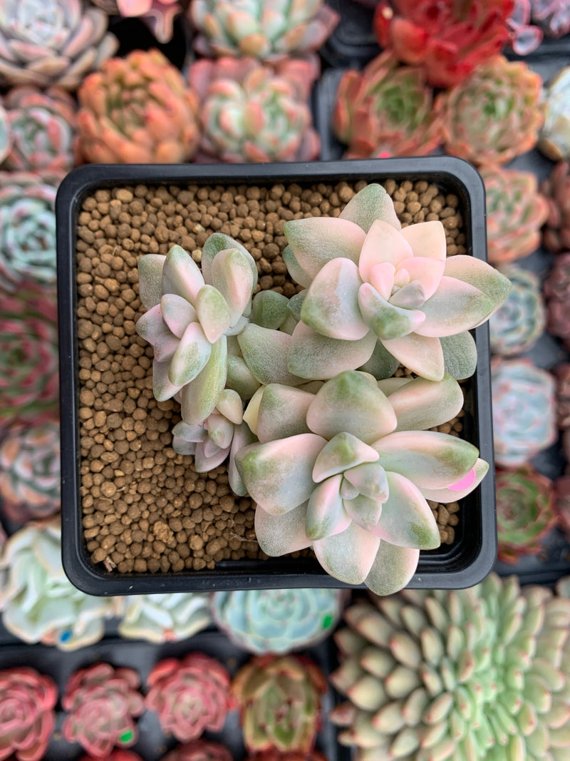 Graptoveria 'Titubans' Variegated 3" Cluster Succulent Plant