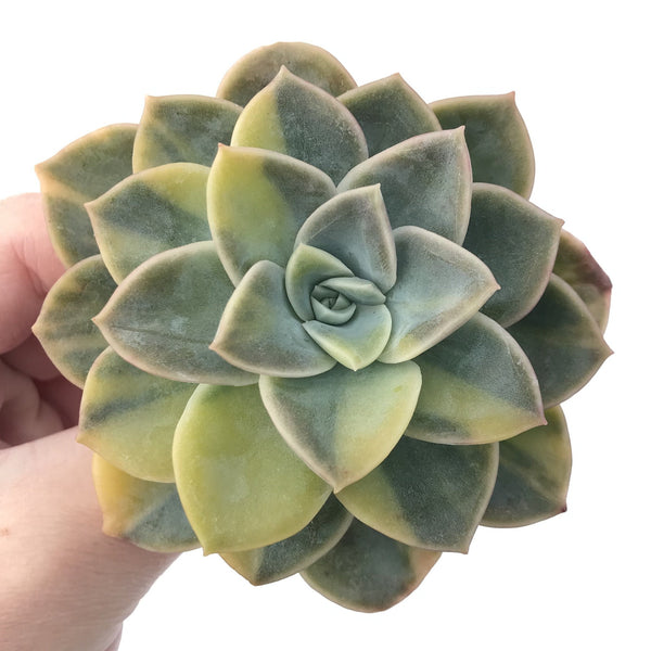 Graptoveria 'Harry Watson' Variegated 3" Succulent Plant