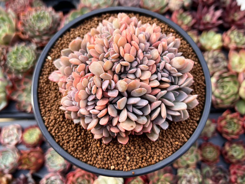 Graptoveria 'Debbie' Crested 4" Succulent Plant