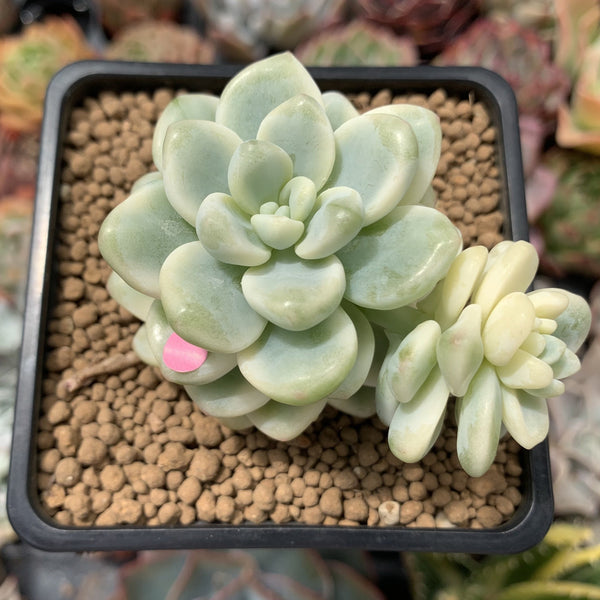 Sedum 'Clavatum' Variegated 2"-3" Succulent Plant