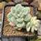 Sedum 'Clavatum' Variegated 2"-3" Succulent Plant