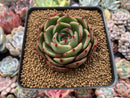 Echeveria Agavoides 'Salu' Round Leaf Clone 2"-3" Succulent Plant