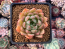 Echeveria Agavoides 'Timmo' 3" Succulent Plant