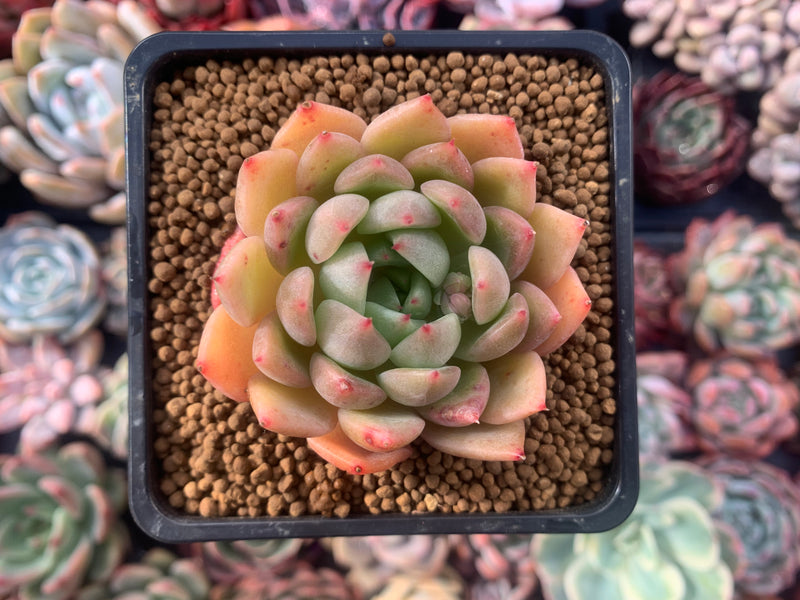 Echeveria Agavoides 'Timmo' 3" Succulent Plant