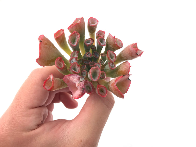 Echeveria 'Trumpet Pinky' 2"-3" Rare Succulent Plant