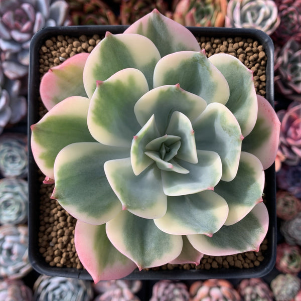 Echeveria 'Secunda' Variegated 5" Succulent Plant