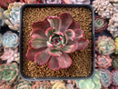 Echeveria Agavoides 'Star Boss' Variegated 2"-3" Succulent Plant