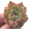 Echeveria Agavoides 'Illina' New Hybrid Small 1" Succulent Plant