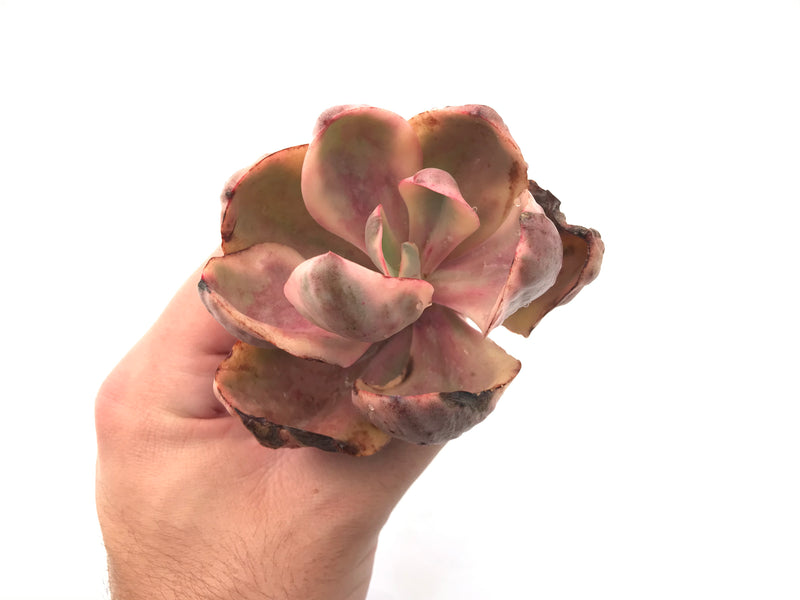 Echeveria 'Golden State' Variegated 3" Rare Succulent Plant