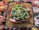 Echeveria 'Luella' Variegated 3" Succulent Plant