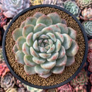 Echeveria 'Yusuke' 5" Large Powdery Succulent Plant