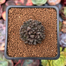 Sinocrassula Yunnanensis 1" Succulent Plant