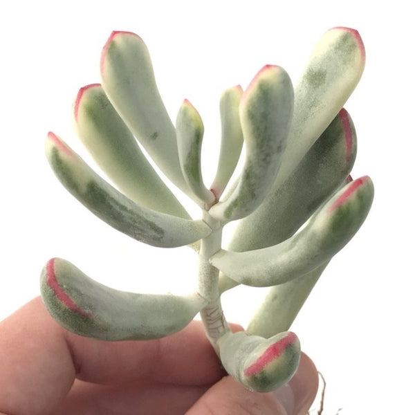 Cotyledon 'Orbiculata' Variegated Thin Leaf 2"-3" Succulent Plant