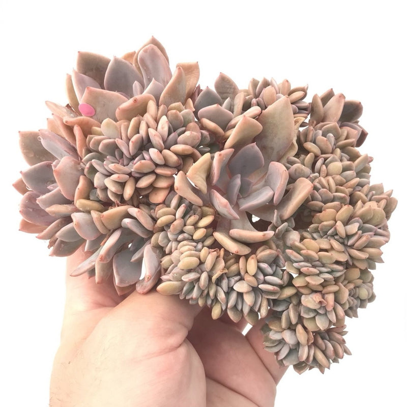 Graptoveria 'Debbie' Crested 5"-6" Rare Succulent Plant