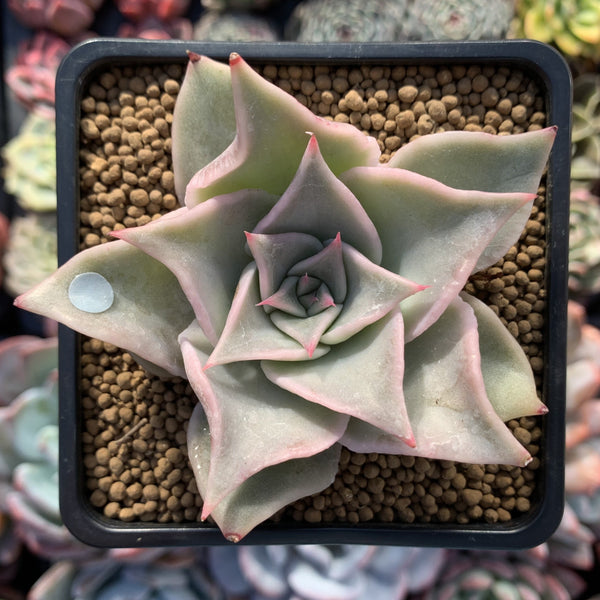 Echeveria 'Madiba' 2"-3" Succulent Plant