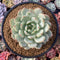 Echeveria 'Marsia' 4" Powdery Succulent Plant