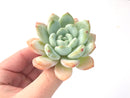 Echeveria 'Chloe' 3" Succulent Plant