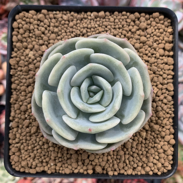 Echeveria 'Lehman' 2"Powdery Succulent Plant