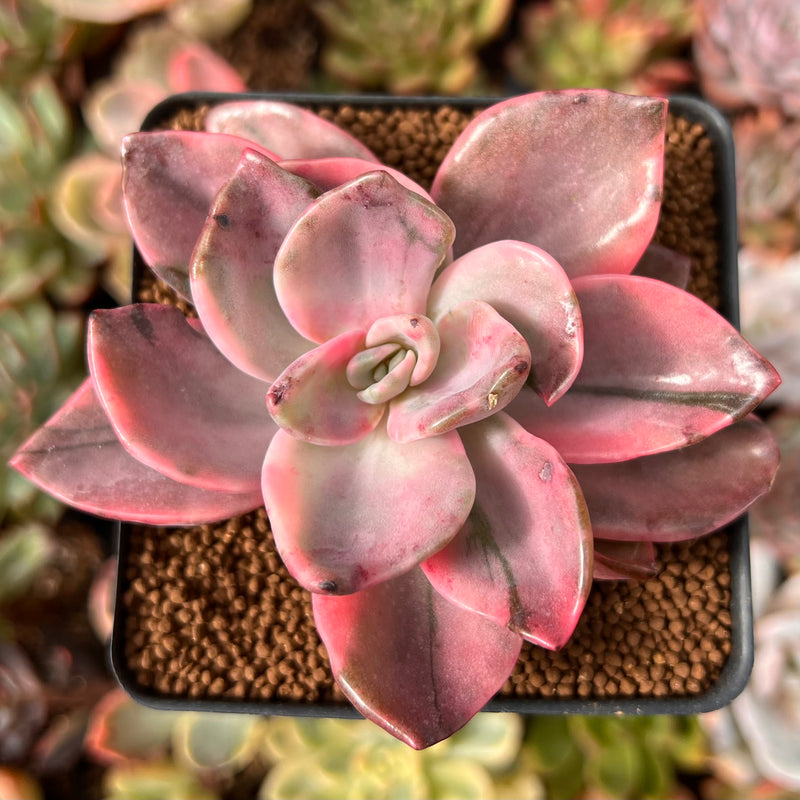 Graptopetalum 'Bainesii' Variegated 2" Succulent Plant