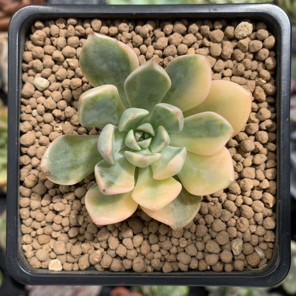 Graptoveria 'Pretty in Pink' Variegated 1" Succulent Plant