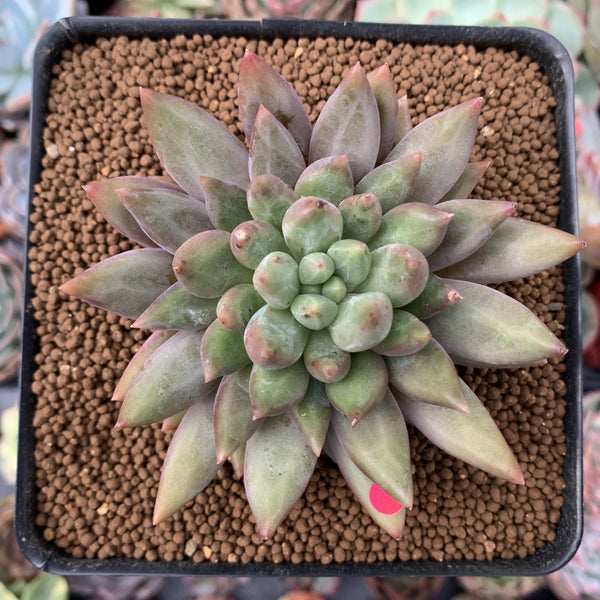 Pachyphytum 'Angels Finger' 2" Succulent Plant