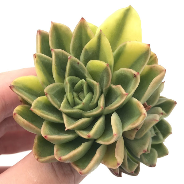 Echeveria ‘Bob Jolly’ Variegated Cluster 3" Rare Succulent Plant