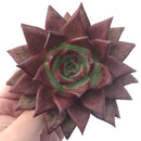 Echeveria Agavoides 'Luming' 5" Succulent Plant