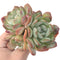 Echeveria 'Paul Shay' Cluster 4"-5" Succulent Plant