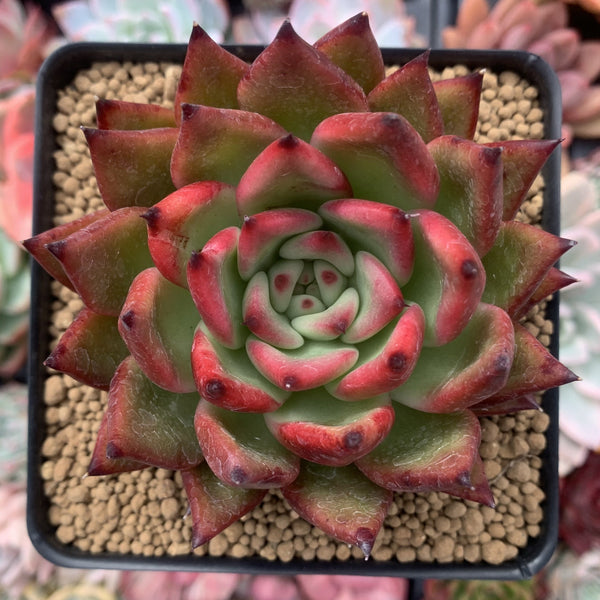 Echeveria Agavoides 'Morgain' 4"-5" Succulent Plant