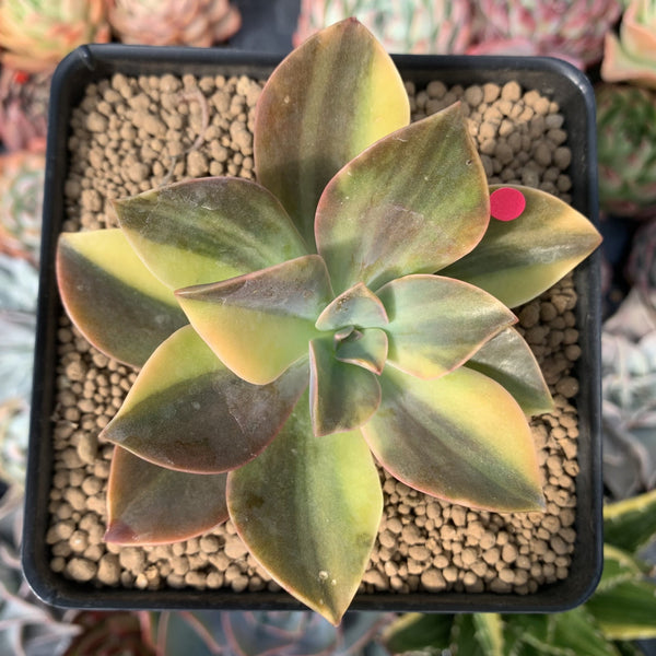 Graptoveria 'Fred Ives' Variegated 3" Succulent Plant