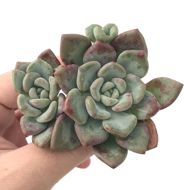 Echeveria 'Amore' Cluster 2"-3" Succulent Plant