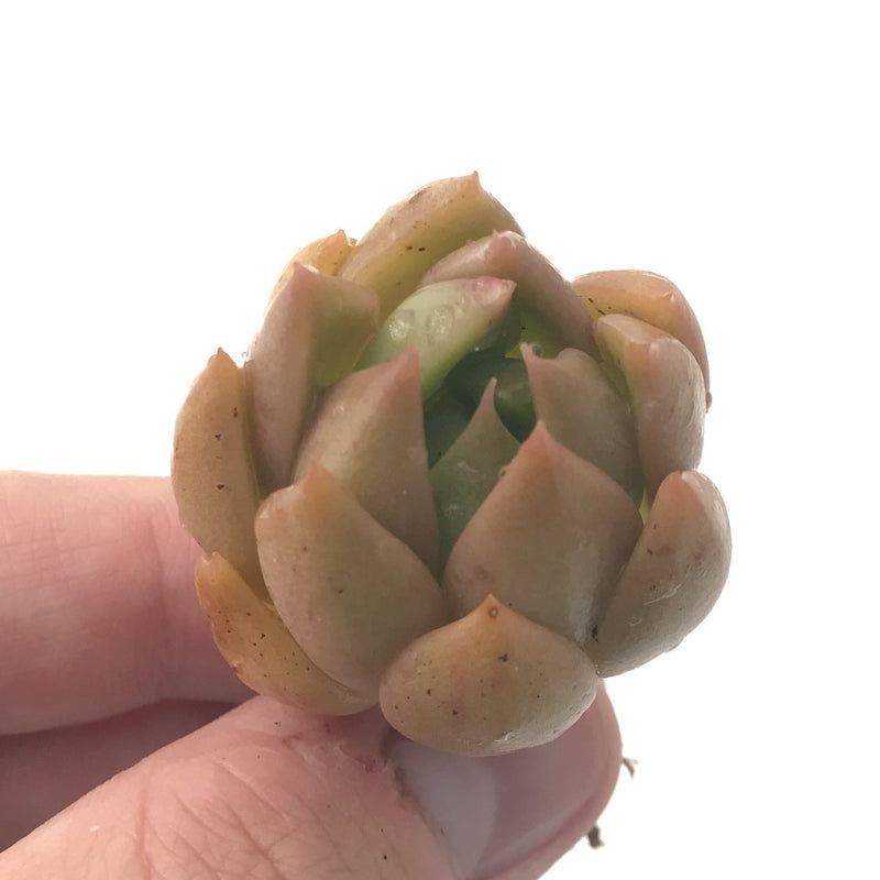 Echeveria Agavoides 'Chimera' 1" Succulent Plant