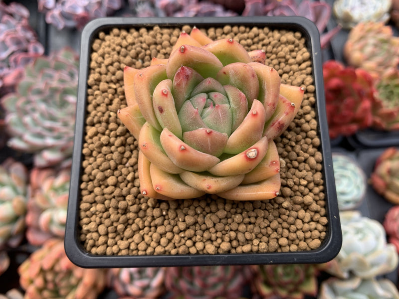 Echeveria Agavoides 'Snow Elian' 2" Succulent Plant