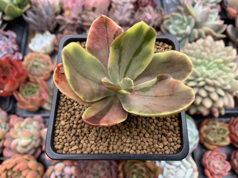 Echeveria 'Fimbriata' Variegated AKA 'Fasciculata' 3" Succulent Plant