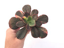 Echeveria 'Primadonna' Variegated 4"-5" Succulent Plant